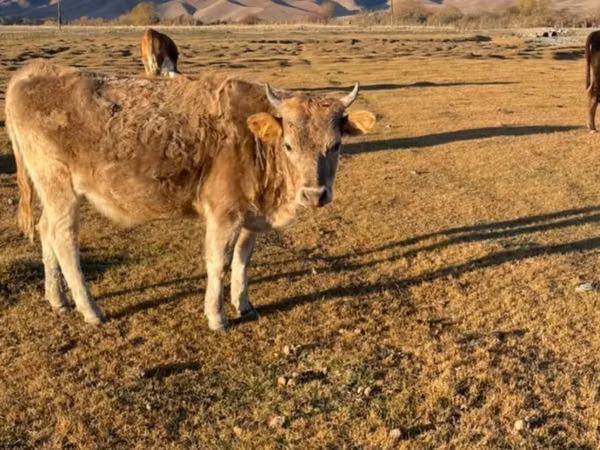 母牛, Latvian Blue cattle