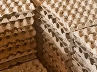 Quails — foto 2