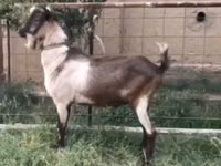 Kozioł, Kozy — zdjęcie 1