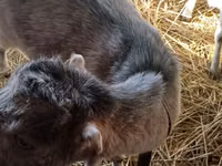 თხა, LaMancha goats — ფოტო 4