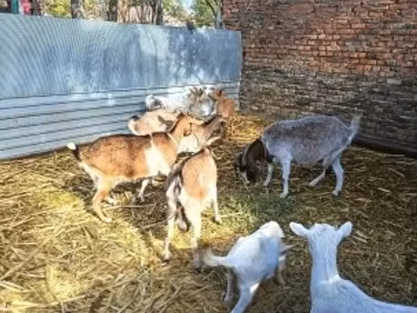 Koza, Kozy