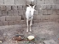 Koza, Kozy — zdjęcie 3