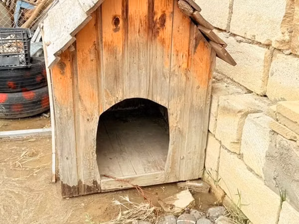 Taxta it evi - Material: təbii taxta lövhələr, ikiqat maili dam