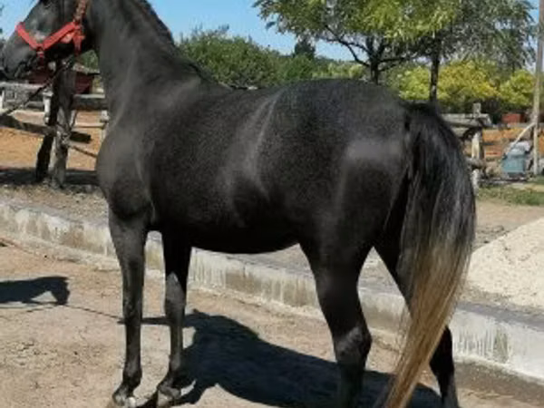 Aygʻir, Otlar