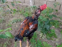 Chickens — الصورة 2