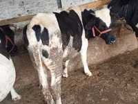 Taureau, Russian Black pied cattle — photo 3