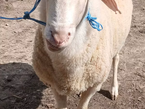 Qoç, Assaf sheep