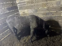 Kůň, Koně — foto 3