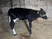 மாடுகள் (தொகுதி, பாலினம் குறிப்பிடப்படவில்லை), Russian Black pied cattle — புகைப்படம் 2