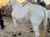 雌馬, Lipizzaner — 写真 3