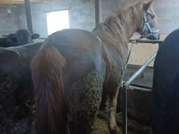 公马, Horses — 照片 2
