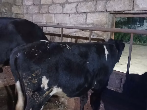 காளை, Russian Black pied cattle
