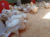 Chickens — फ़ोटो 1