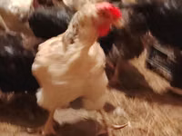 Chickens — 写真 4