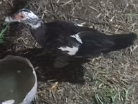Ducks — Foto 4