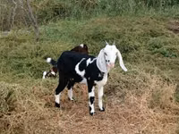 Dişi keçi, Beetal goats — foto 2