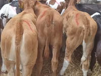 Bovinos (lote, sexo não especificado), Simmental cattle — foto 7