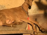 ஆண் வெள்ளாடு, Alpine goat — புகைப்படம் 6