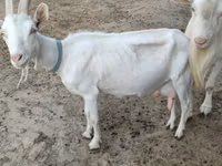 Koza, Saanen goat — zdjęcie 5