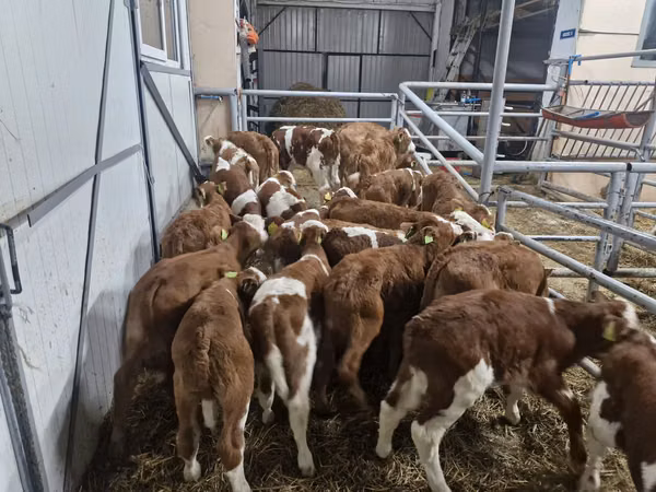 Taureau, Simmental cattle
