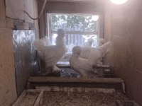 Chickens — foto 1