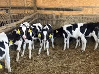 Touro, Russian Black pied cattle — foto 7