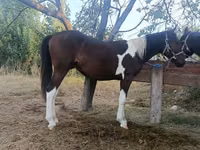 Égua, Kyrgyz Horse — foto 4