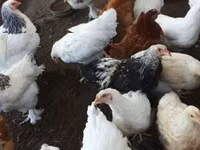 Chickens — 2-rasm