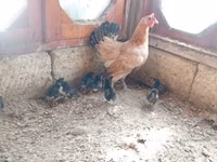 Chickens — Foto 5