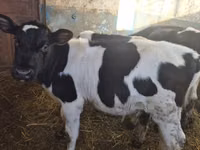காளை, Russian Black pied cattle — புகைப்படம் 4
