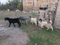 თხა, თხები — ფოტო 5
