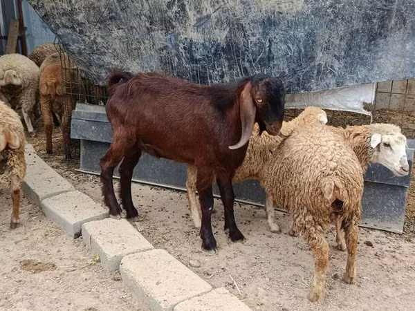 Boucs, Damask goat