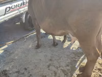 Vaca, Russian Black pied cattle — foto 7