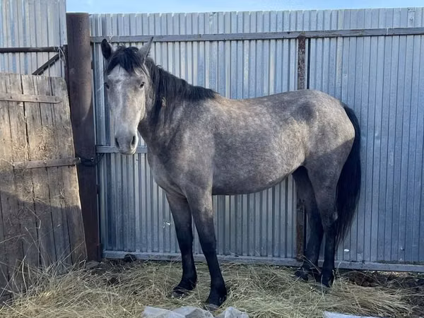 Jument, Chevaux