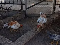 Chickens — 写真 5