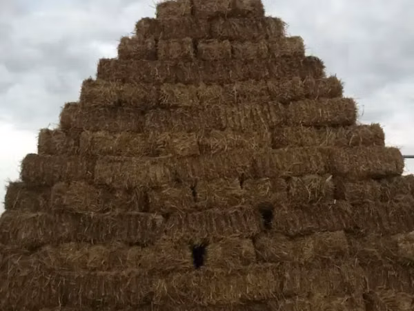 Խառը խոտ, այգու առաջին հարի 1800 տուկ առկա է