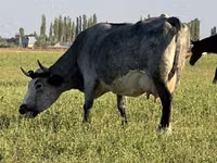 母牛, Cattle — 照片 1