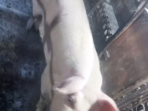 Locha, Świnie