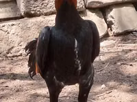 Chickens — foto 1