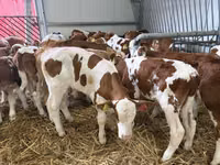 Taureau, Simmental cattle — photo 3