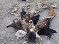 Chickens — புகைப்படம் 8
