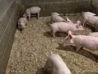 Porcs (lot, sexe non indiqué) — photo 3