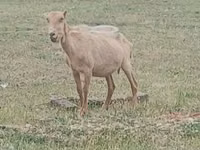 ஆண் வெள்ளாடு, Alpine goat — புகைப்படம் 2