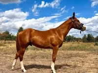 Айғыр, Quarter Horse — 6-сурет