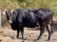 பசு, புரையா கார்பாட் இனமா் — புகைப்படம் 3