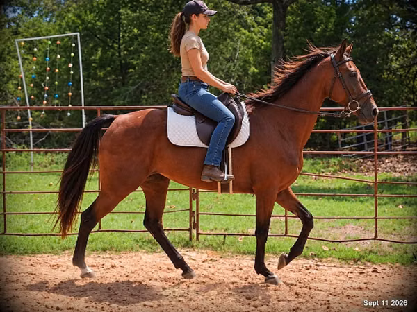 Klisna, Standardbred