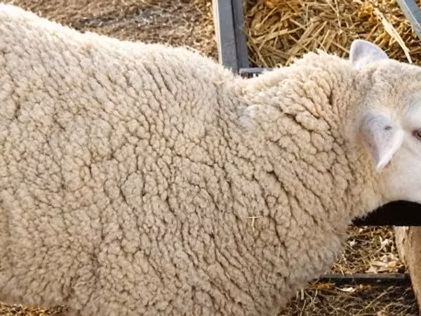 ცხვარი, British  Milksheep