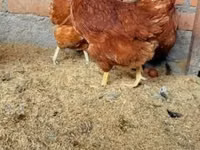 Chickens — 3-rasm