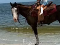 Kısrak, American paint horse — foto 6
