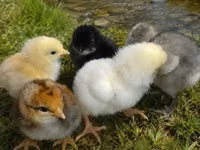 Chickens — الصورة 3